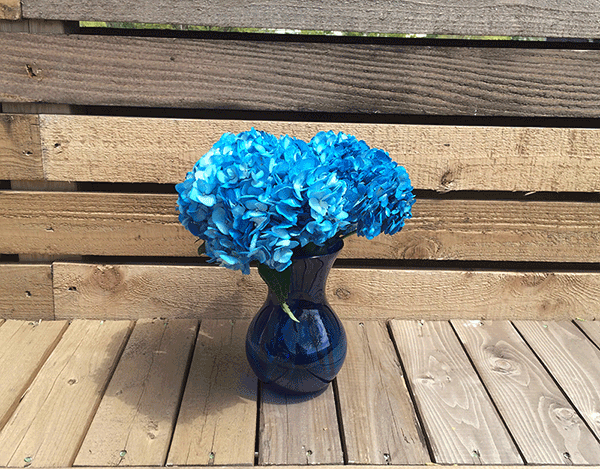 blue Hydrangeas